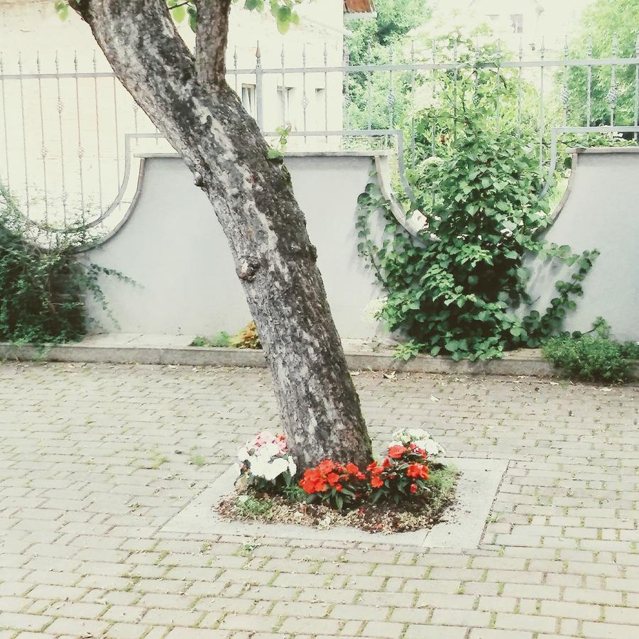 Prenocisca Angelin Hram, Tiny Apartments Markovec Exterior photo